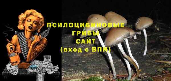 прущие грибы Абаза